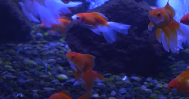 Goldfishes, Carassius auratus, vid steniga botten, luftbubblor — Stockvideo