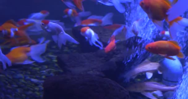 Goldfishes, Carassius auratus, vzdušné bubliny v akváriu — Stock video