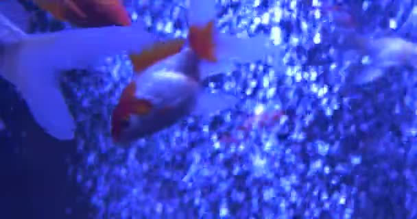 Goldfishes, Carassius auratus, wśród pęcherzyków powietrza w oceanarium, akwarium — Wideo stockowe