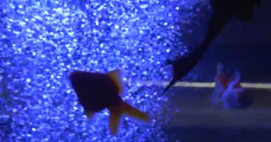 Goldfishes, Carassius Auratus, Mavi Lamplight Ancistrus Dolichopterus Silueti, Akvaryum Su Kabarcıkları
