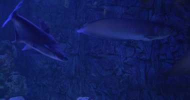 Gümüş Arowana, Osteoglossum Bisirozum ve Phractocephalus Hemioliopterus