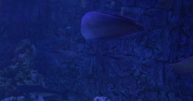 Gümüş Arowana, Osteoglossum Bisirozum, ve Phractocephalus Hemioliopterus Torna