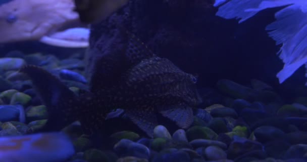 Золотые рыбки, Carassius Auratus и Ancistrus Dolichopterus питаются на дне аквариума — стоковое видео