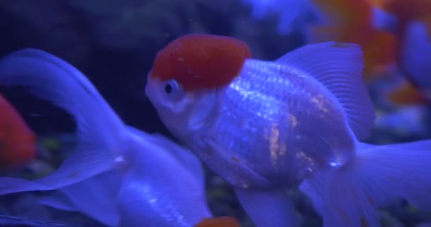 Золотые рыбки, Carassius Auratus, Golden, Red, White Glowing Fishes Closeup — стоковое видео