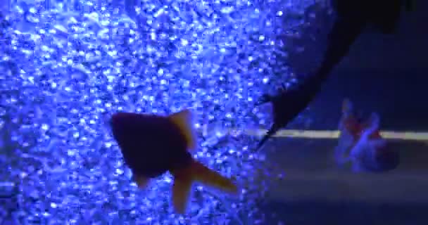 金鱼， 卡拉西乌斯·奥拉图斯， 蓝灯中的安西斯特鲁斯多利乔普图斯剪影， 水族馆水的泡泡 — 图库视频影像