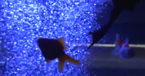 Poissons rouges, Carassius Auratus, Silhouette d'Ancistrus Dolichopterus en lumière bleue, Bulles d'eau d'aquarium 