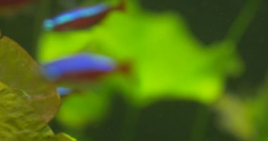 Cardinal Tetra, Paracheirodon Axelrodi, School of Fishes in Aquarium