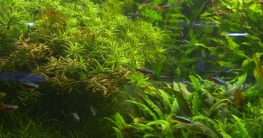 Cardinal Tetra, Paracheirodon Axelrodi, Distantly, Aquarium