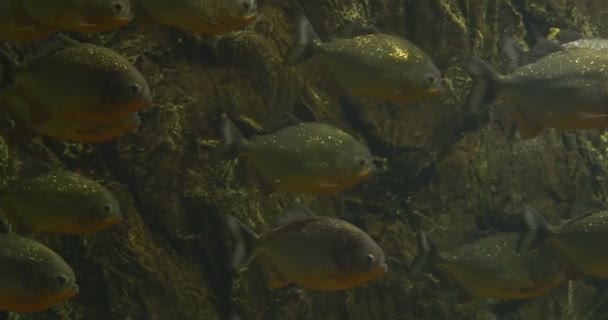 Metynnis, škola stříbrných ryb, ryby zůstávají na svých místech — Stock video