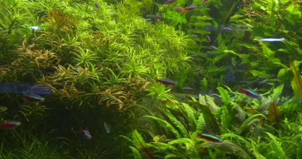 Kardinaal Tetra, Paracheirodon axelrodi, verre, aquarium — Stockvideo