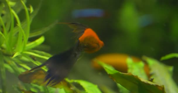 Cichlid, Orange Goldfish With Black Tail, Paracheirodon Axelrodi, Siamese Algae Eater, среди зеленых водных растений — стоковое видео