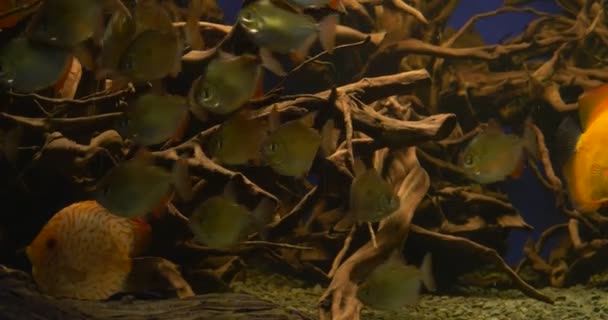 Disces, gele vissen, en Metynnis argenteus, zilver vissen, onder de water planten in Oceanarium — Stockvideo