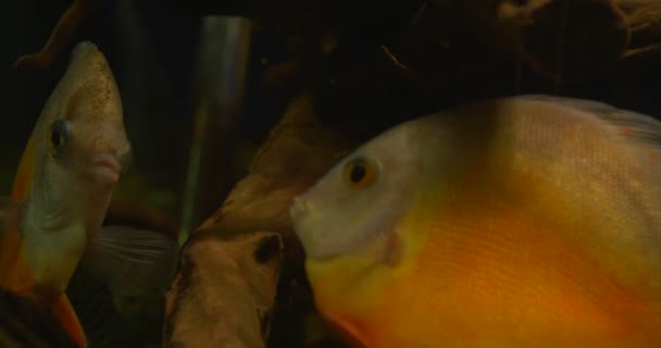 Disces, gele vis, onder de water planten in duisternis, vis close-up — Stockvideo
