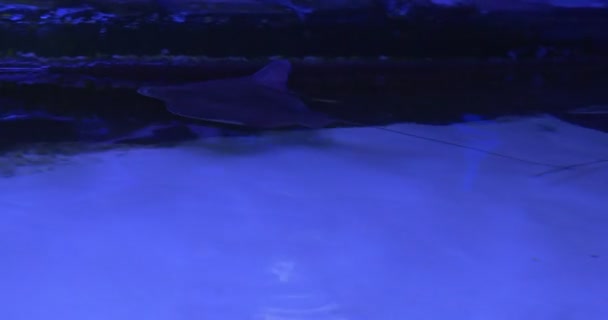 Potamotrygon motoro, Ocellate River Stingray, och Zebra Shark, Stegostoma fasciatum, grunt vid akvariet — Stockvideo