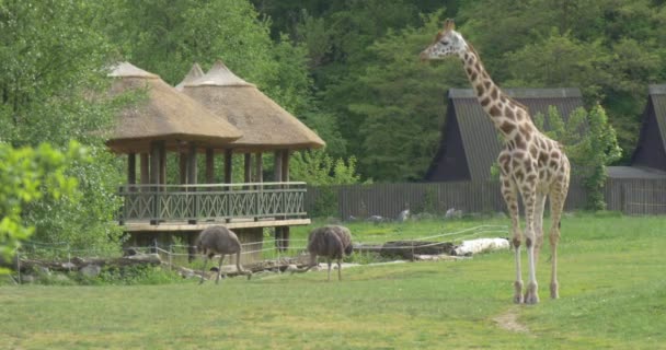 Giraffe und zwei Ostiches auf der Wiese, Hütten — Stockvideo