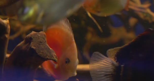 Discussões, Peixes amarelos, Peixes de laranja, Entre as plantas aquáticas, Metynnis Argenteus — Vídeo de Stock