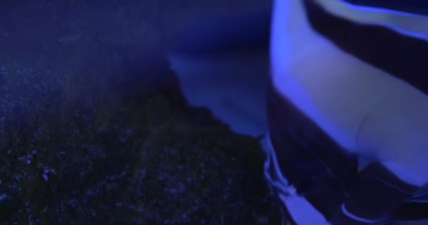 Idole mauresque, Zanclus Cornutus parmi les discosomes, corail mou, océanarium 