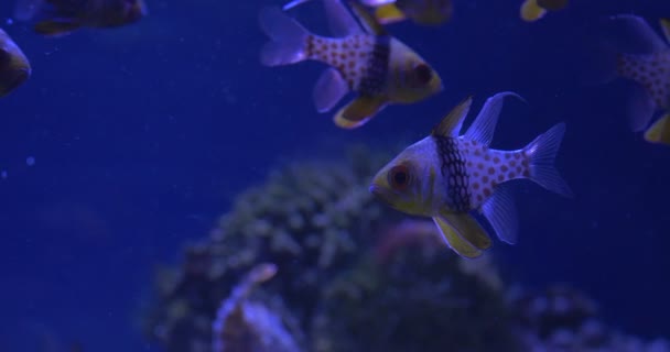 Sphaeramia Nematoptera, pizsama Cardinalfish, iskola halak — Stock videók