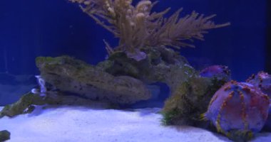 Plectorhinchus Chaetodonoides, Renkli Mercanlar arasında Harlequin Sweetlips, Beslenme, Mercanlar Arkasında Gizleme