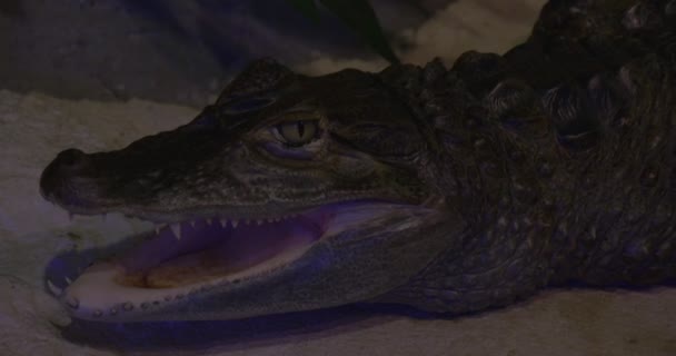 Caiman Crocodilus, Animal Closeup, Open Mouth — Stock Video