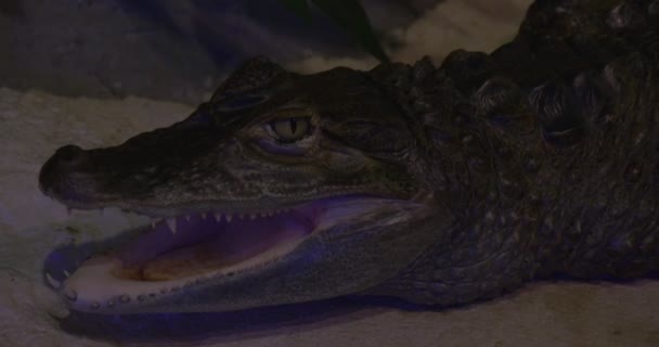 Crocodile caïman, Gros plan sur les animaux, Bouche ouverte 
