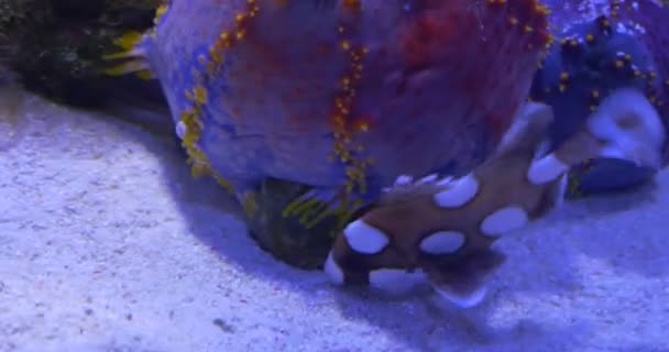 Plectorhinchus chaetodonoides, gefleckter Fisch inmitten farbenfroher Korallen — Stockvideo