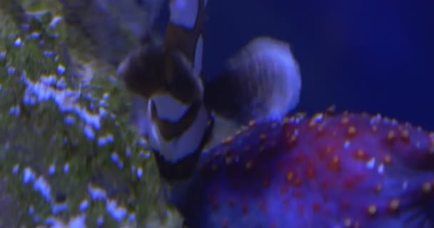 Πλάκτορχιχος Χαιτοδονίδης, Αρλεκίνος γλυκά χείλη κοντινό ανάμεσα σε πολύχρωμα κοράλλια, τάισμα — Αρχείο Βίντεο