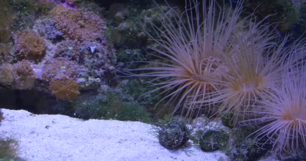 Coralli Discosoma e Coralli a Forma Filamentosa in Acquario — Video Stock