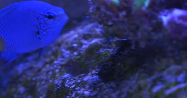 Alimentation Chrysiptera Parasema, Queue jaune Demoiselle, Queue d'or Demoiselle 