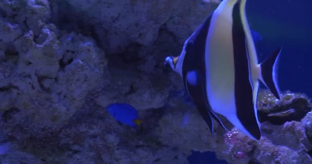 Mağribi Idol, Zanclus Cornutus Closeup, Chrysiptera Parasema, Mavi ve Sarı Balık, Balıklar, Oceanarium — Stok video