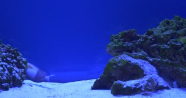 Acanthurus Triostegus Ve Acanthurus Olivaceus, İki CerrahFishes Mercan Resifi Etrafında Yüzen, Başka Bir Balık Görünür