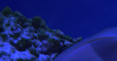 Acanthurus Olivaceus, Turuncu Bant Cerrahfish, Balık Closeup, Yüzme