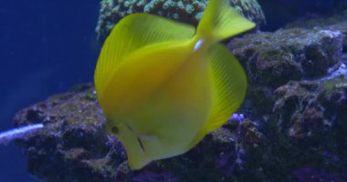 Yellow Tang, Zebrasoma Flavescens, Single Fish Closeup, Green Corals