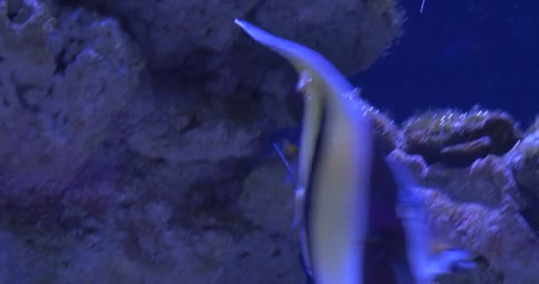 Ídolo mourisco, Zanclus Cornutus Closeup, Camera Following Fish, Chrysiptera Parasema , — Vídeo de Stock