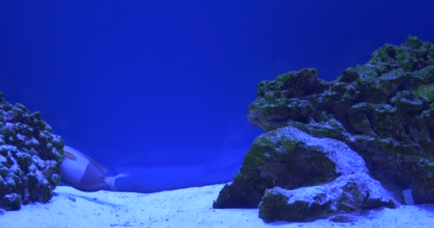 Acanthurus Triostegus and Acanthurus Olivaceus, Two Surgeonfishes Are Floating Around Coral Reef, Another Fish Aparece — Vídeo de stock