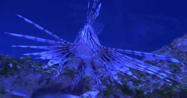 Pesce leone rosso, Pterois Volitans, Single Striped Coral Reef Fish Primo piano, Stendere le pinne — Video Stock