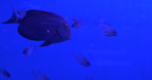 Blue Wide And Little Silver Fishes, Apogon, in Oceanarium — Stok Video