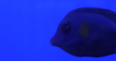 Chrysiptera Hemicyanea, Mavi ve Sarı Balıklar Flossy Corals arasında