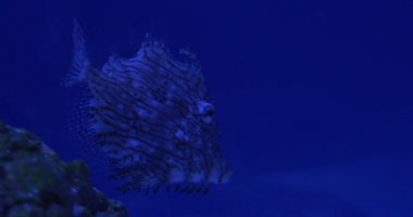 Chaetodermis Penisilligerus, Akvaryum Köşesinde Tek Balık