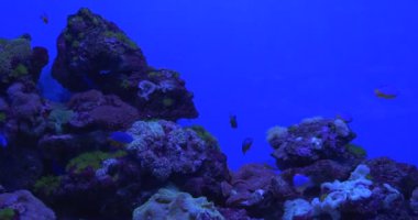 Fosil Mercan Feef Balıklar, Akvaryum, Chrysiptera Hemicyanea dolu