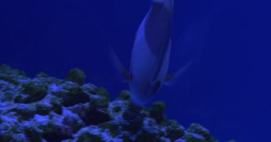 Acanthurus Olivaceus, Tek Balık Akvaryumda Mercanlar Yiyor