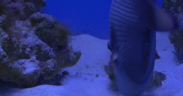 Titan Triggerfish, Balistoides viridescens closeup, ásni a homokos alján — Stock videók