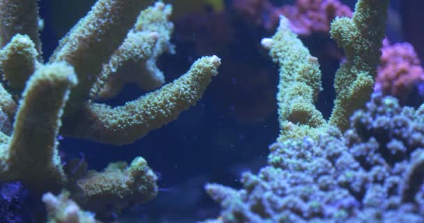 Zebrasoma flavescens among Acropora, Corals — Stok video