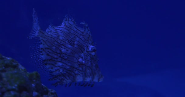 Chaetodermis Penicilligerus, pesci singoli nell'angolo dell'acquario — Video Stock