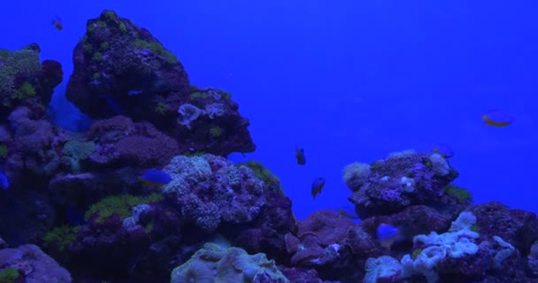 Febre de Coral Fóssil Cheia de Peixes, Aquário, Chrysiptera Hemicyanea — Vídeo de Stock