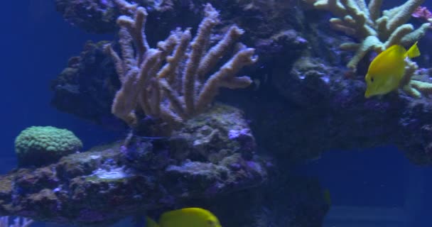 Tang jaune, Zebrasoma Flavescens, et les poissons chirurgiens tachetés, Ctenochaetus Strigosus flottent et se nourrissent parmi les coraux, Océanarium — Video