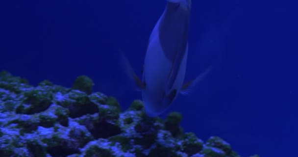 Acanthurus Olivaceus, Single Fish está comendo os corais no aquário — Vídeo de Stock