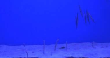 Gorgasia Preclara Ve Aeoliscus strigatus, Balıklar, Yükselen, Yüzen