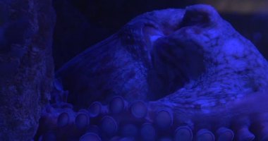 Ahtapot, Enteroctopus Dofleini, Hareketli Vücut Yüzeyi, Ahtapot Enayileri, Okyanusya