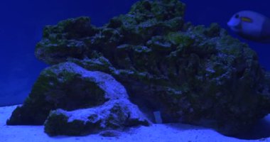 Acanthurus Triostegus Ve Acanthurus Olivaceus, İki Cerrah Balığı Mercan Resifi Etrafında Yüzer